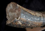 Tronçon fossilisé d'une défense de Mammouth
